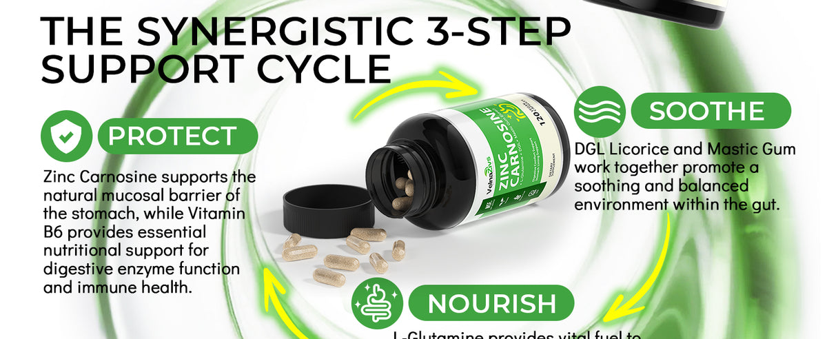 Zinc Carnosine & Mastic Gum Capsules with DGL Gut Lining Supplement 120 Ct - Product scene 2